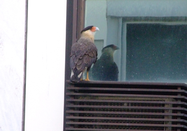 An urban Caracara in Rio de Janeiro, brazil. Seen form our hotel window.