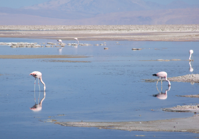 Flamingoes near Antofagasta de la Sierra.