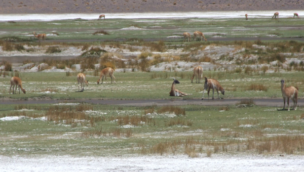 Guanacos and vicuas grazing together at Cortaderas, Catamarca province Argentina. This is still the only place I have seen these two species right next to each other.