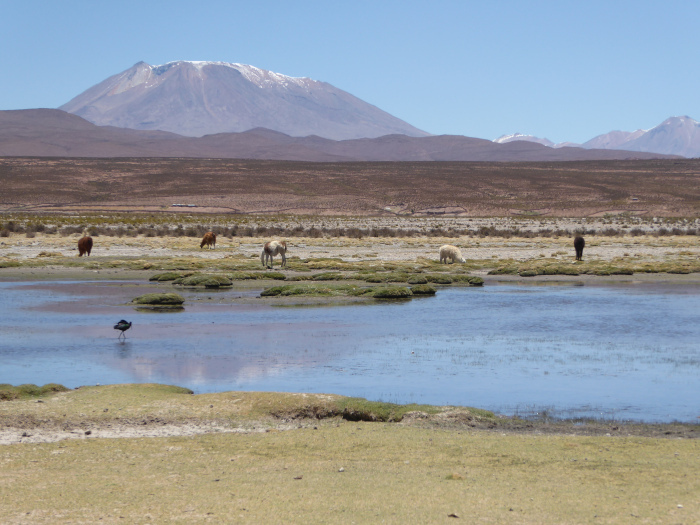 Bolivian Altiplano with Llamas