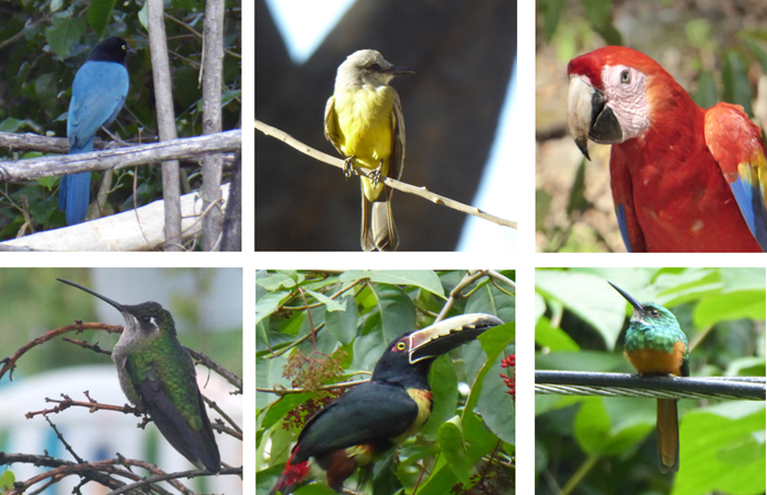Birds we have seen on trips to Central America. 