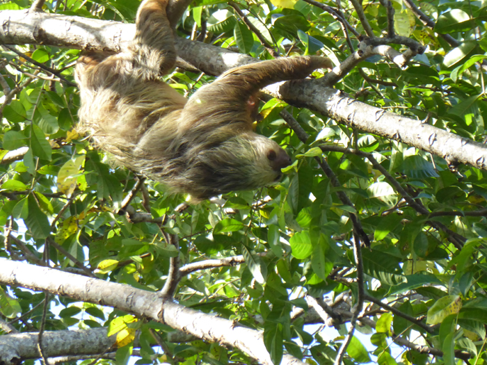 Hoffmans three-toed sloth, Costa Rica.