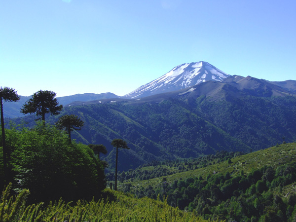 Volcan Lonquimay,  set in beautiful Monkey Puzzle forest.