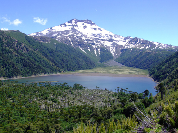 Tolhuaca from above the Laguna Blanca.