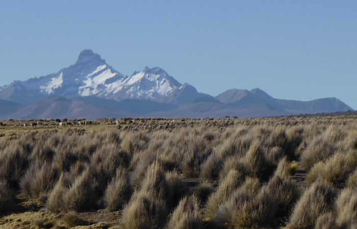 Anallajsi or Sunicagua from near Sajama village. 